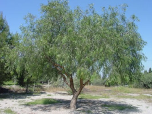 arbol1.jpg