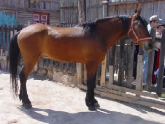 caballo1.jpg
