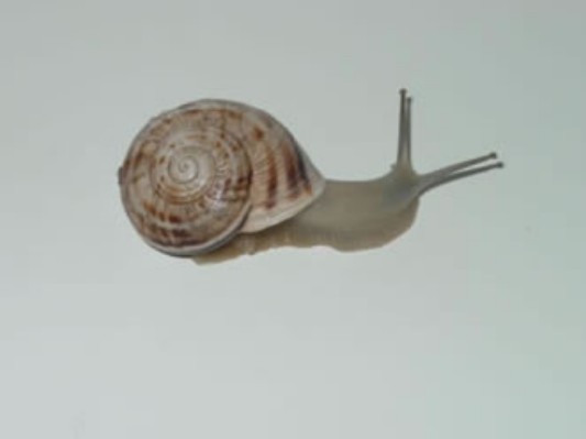 caracol1.jpg