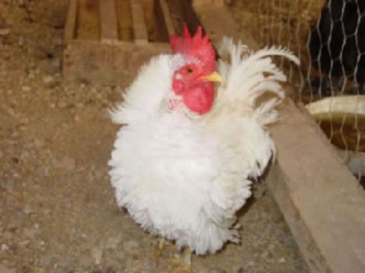 gallina1.jpg