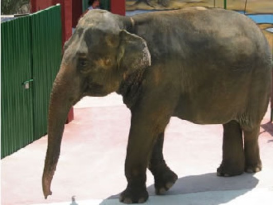 elefante1.jpg