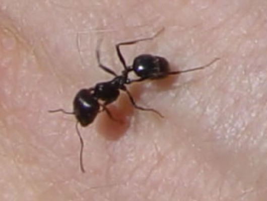 hormiga1.jpg