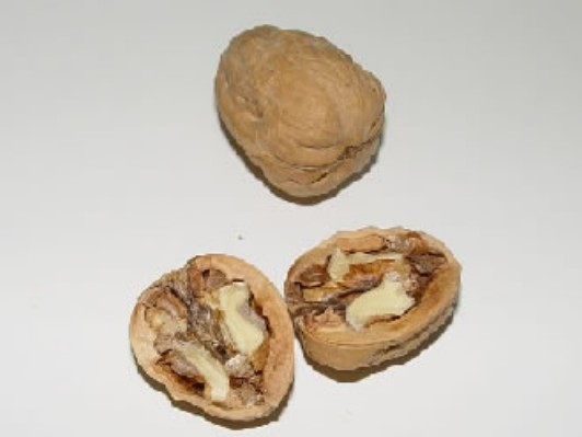 nuez1.jpg