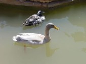 pato1.jpg