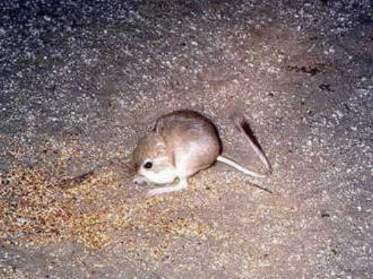 raton1.jpg