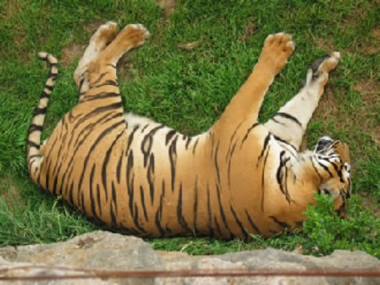 tigre1.jpg