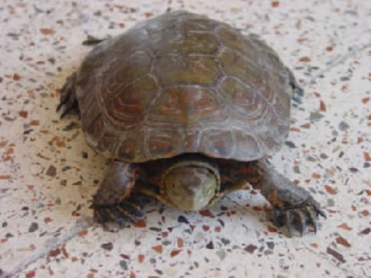 tortuga1.jpg