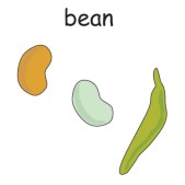 bean.jpg