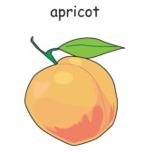 apricot.jpg