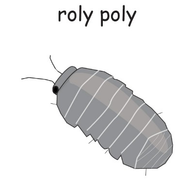 roly poly.jpg