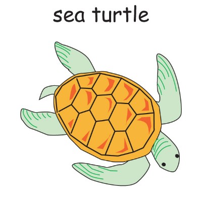 sea turtle.jpg