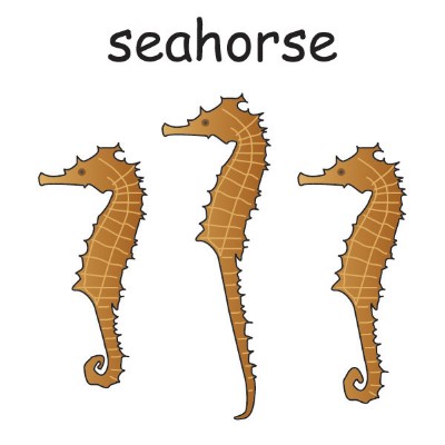 seahorse.jpg