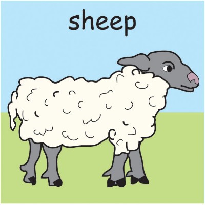 sheep.jpg