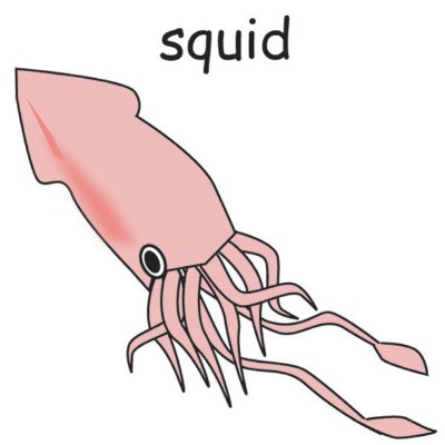 squid.jpg