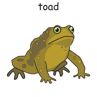 toad.jpg