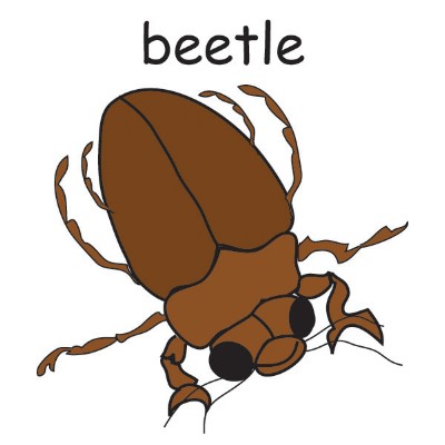 beetle.jpg