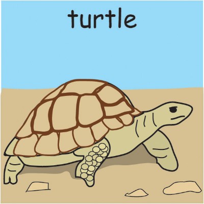 turtle.jpg