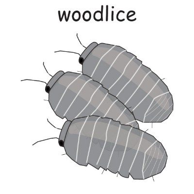 woodlice.jpg