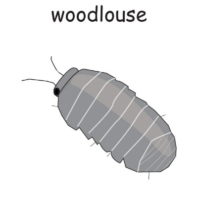 woodlouse.jpg