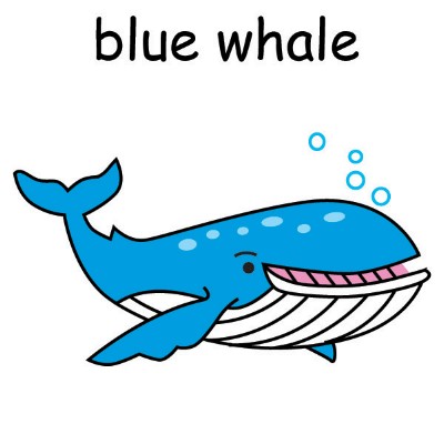 blue whale.jpg