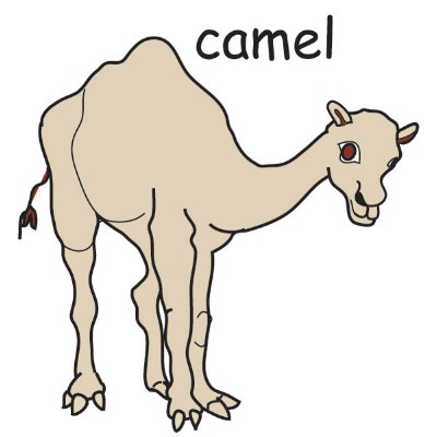 camel.jpg