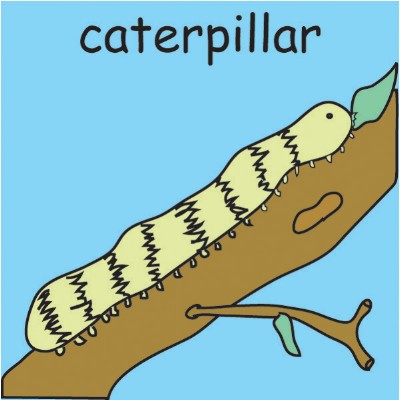 caterpiller.jpg