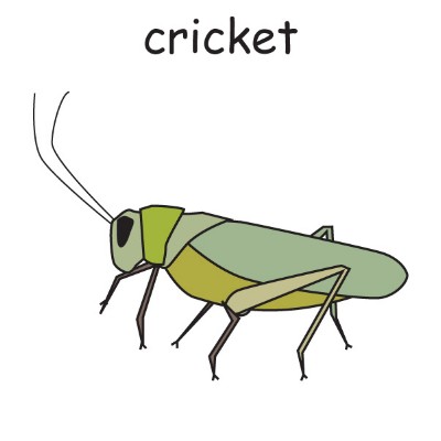 cricket.jpg