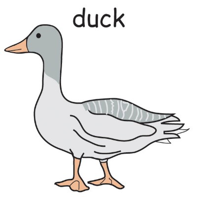 duck.jpg