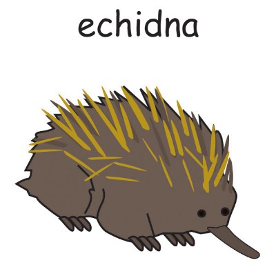 echidna.jpg