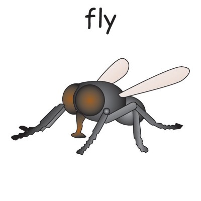 fly.jpg