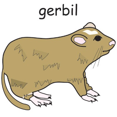gerbil.jpg