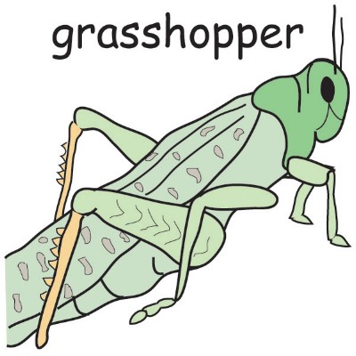 grasshopper.jpg