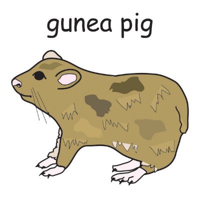 gunea pig.jpg