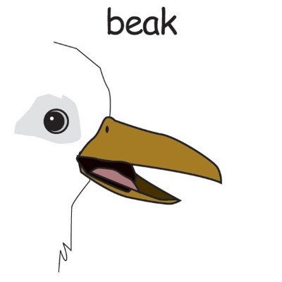 beak.jpg