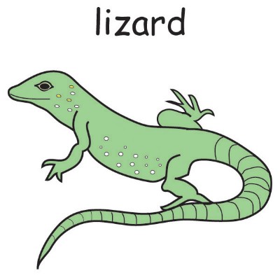 lizard.jpg