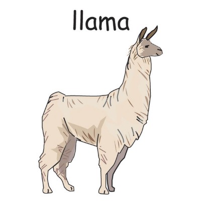 llama.jpg