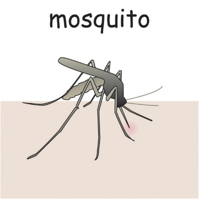mosquito.jpg