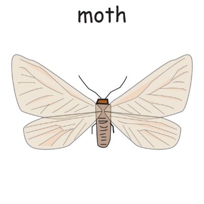 moth.jpg