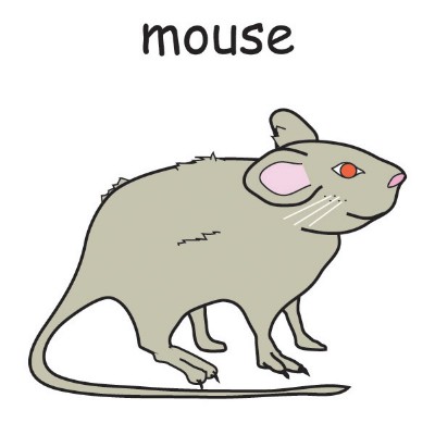 mouse1.jpg
