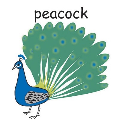 peacock.jpg