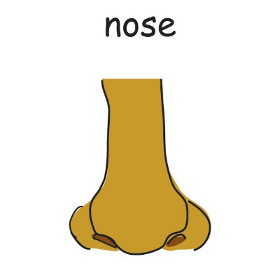 nose.jpg