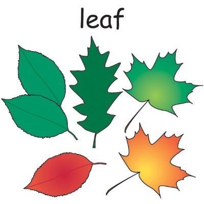 leaf.jpg