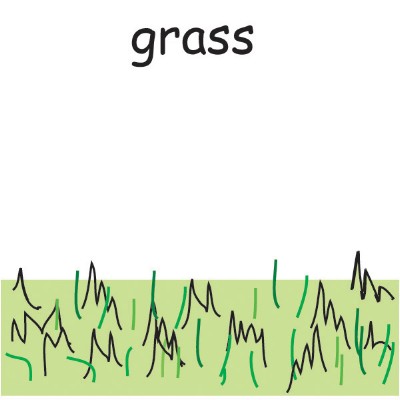 grass.jpg